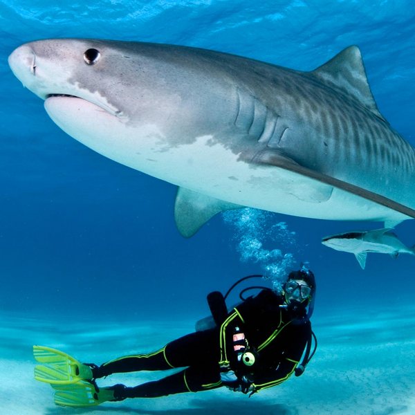 Экстремальный отдых: где можно поплавать с акулами
