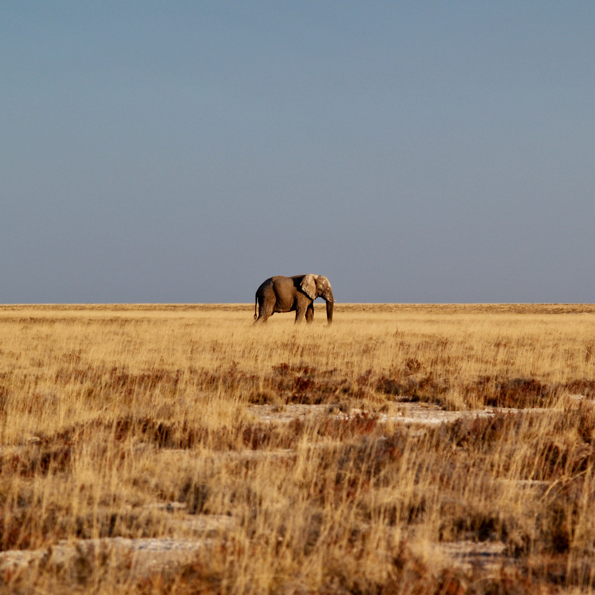 Экскурсионный тур: "Намибия DeLuxe - пустыня и сафари"