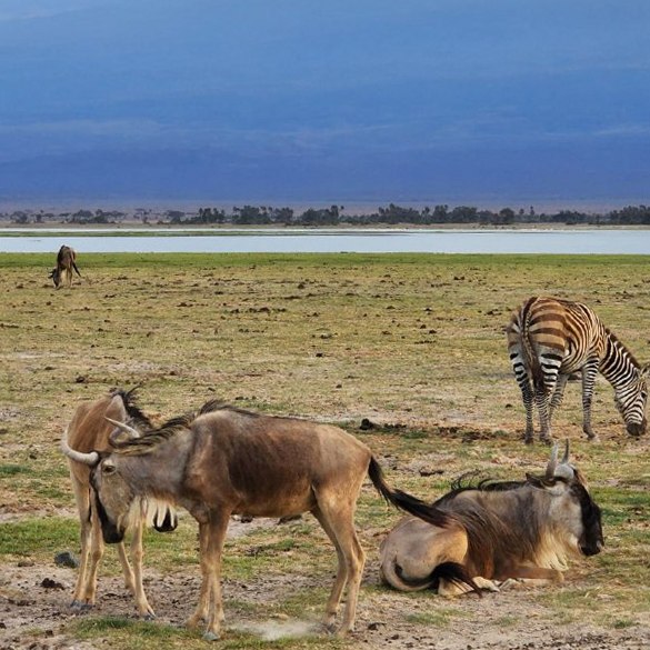 Сафари-туры в Кению на великую миграцию