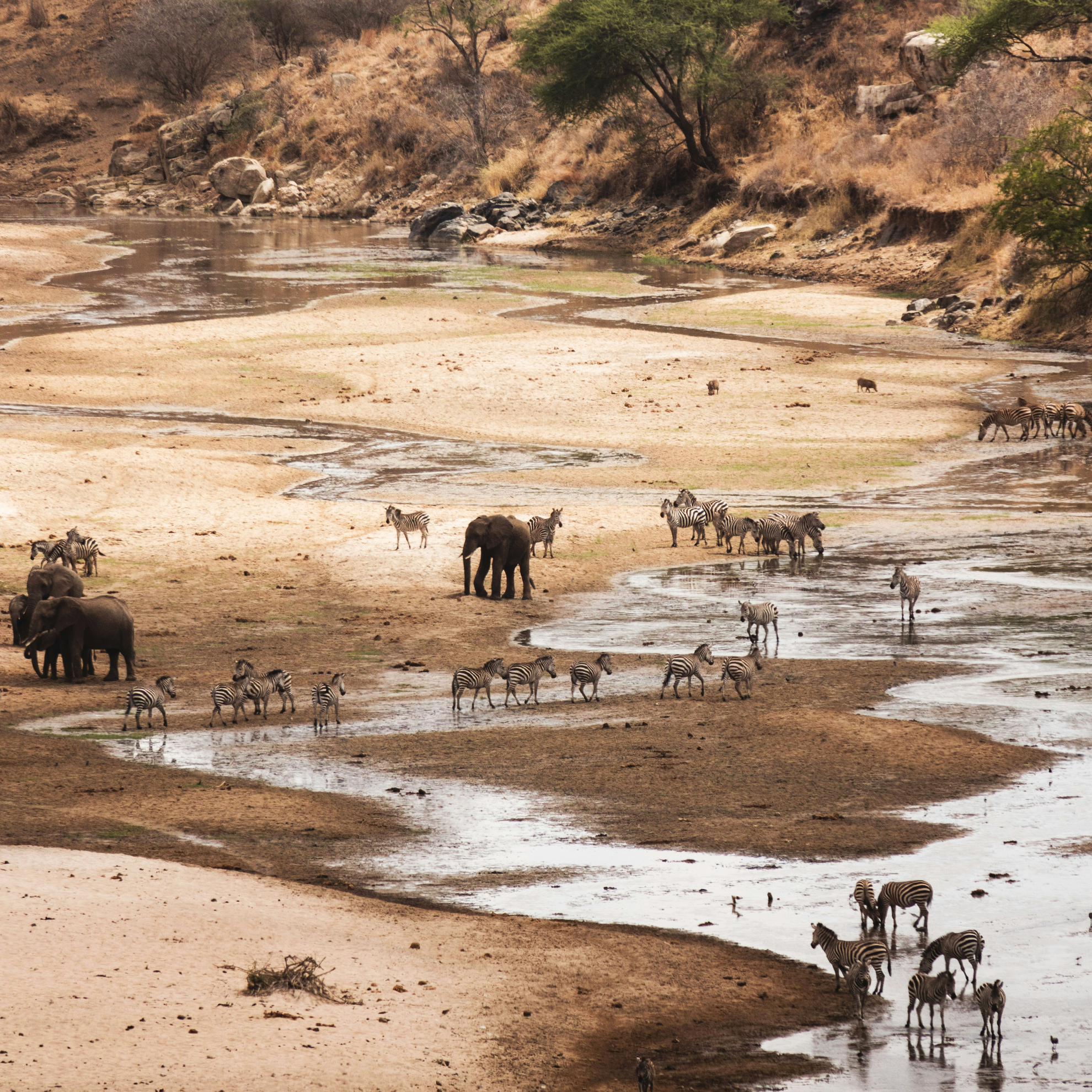 Сафари по паркам Нгоронгоро - Тарангире
