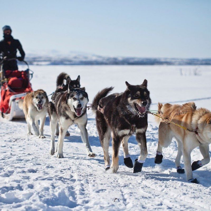 Тур на собачьих упряжках Арктическая школа каюра ЗИМА (9 дней)